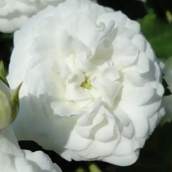 Comanda trandafiri online - Alb - trandafir acoperitor - fără parfum - Rosa Produs nou - Alain Meilland - ,-